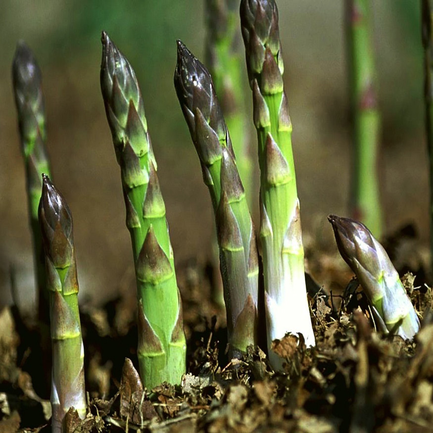 بذر مارچوبه وانیا سید مدل I34 بذر مارچوبه وانیا سید مدل I34