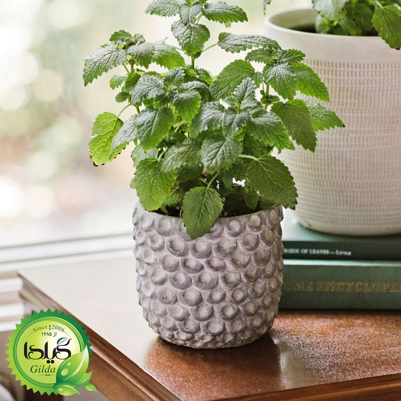 بذر بادرنجبویه گیلدا کد 166 بذر بادرنجبویه گیلدا کد 166