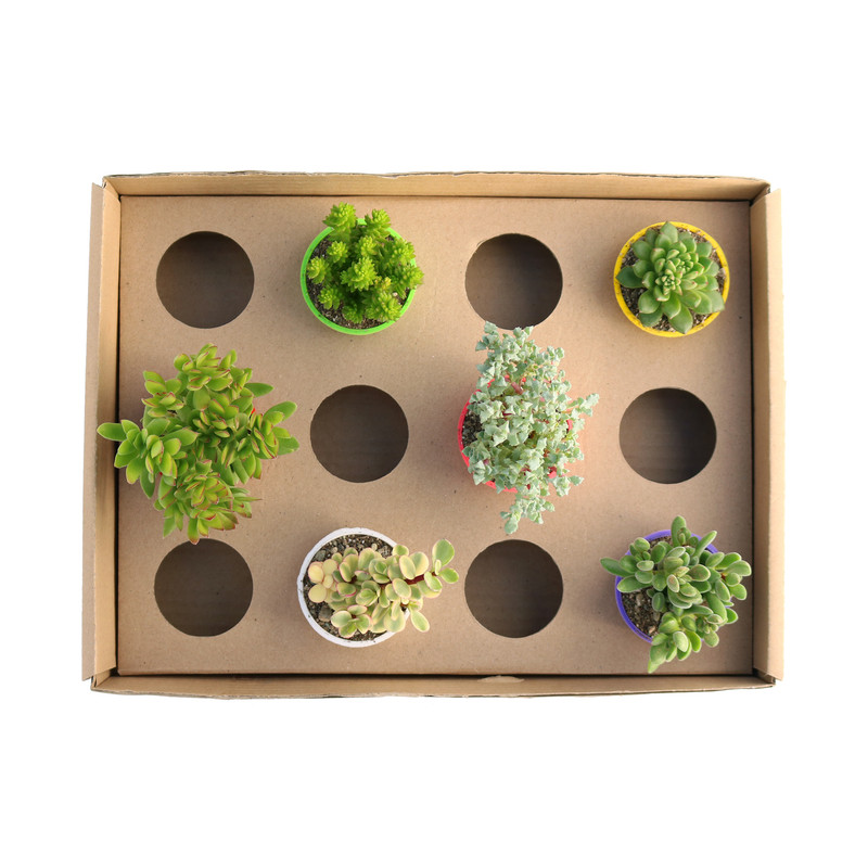 گیاه طبیعی ساکولنت آیدین کاکتوس کد CB-019 بسته 6 عددی