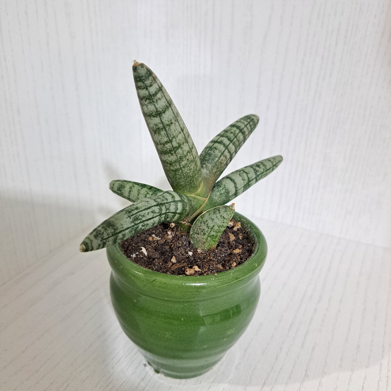 گیاه طبیعی سانسوریا بونسل مدل 402714 گیاه طبیعی سانسوریا بونسل مدل 402714