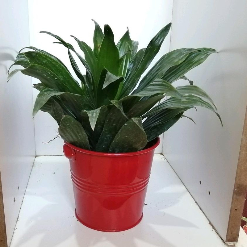 گیاه طبیعی دراسنا کامپکت کد zf07 گیاه طبیعی دراسنا کامپکت کد zf07