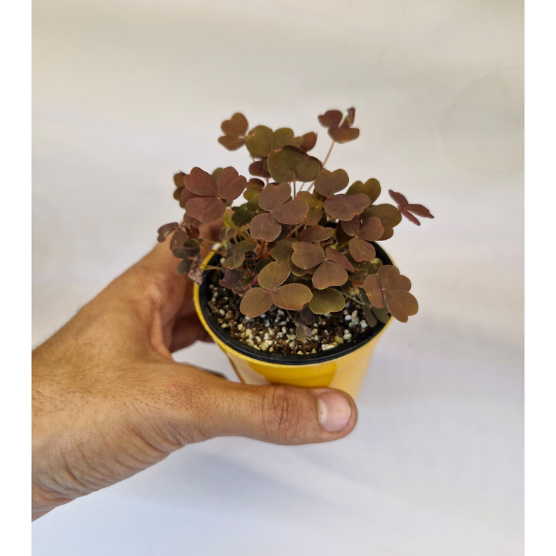 گیاه طبیعی اگزالیس مدل مینیاتوری