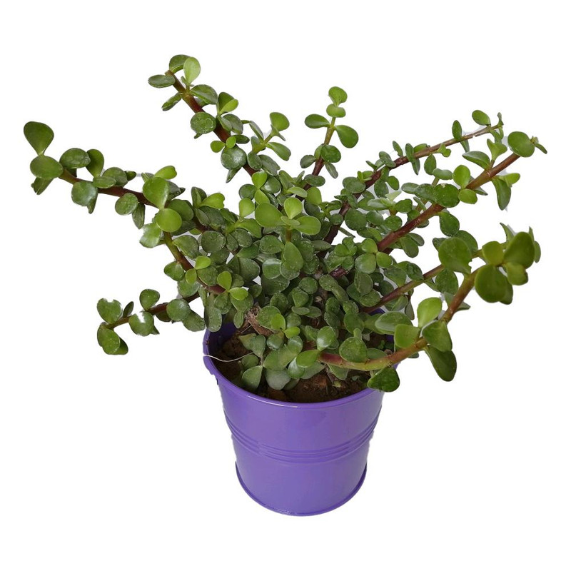 گیاه طبیعی کراسولا خرفه ای کد rf05 گیاه طبیعی کراسولا خرفه ای کد rf05