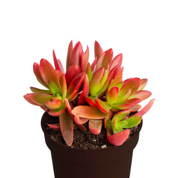 گیاه طبیعی کراسولا آتشین کد AMS03