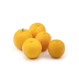 تخفیف پرتقال واشنگتن ناول Fresh مقدار 1 کیلوگرم