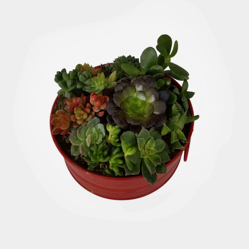 گیاه طبیعی دیش گاردن ساکولنت کد 02