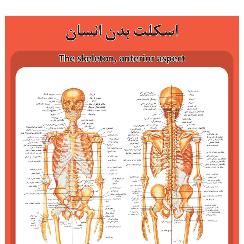 پوستر آموزشی طرح آناتومی اسکلت بدن انسان