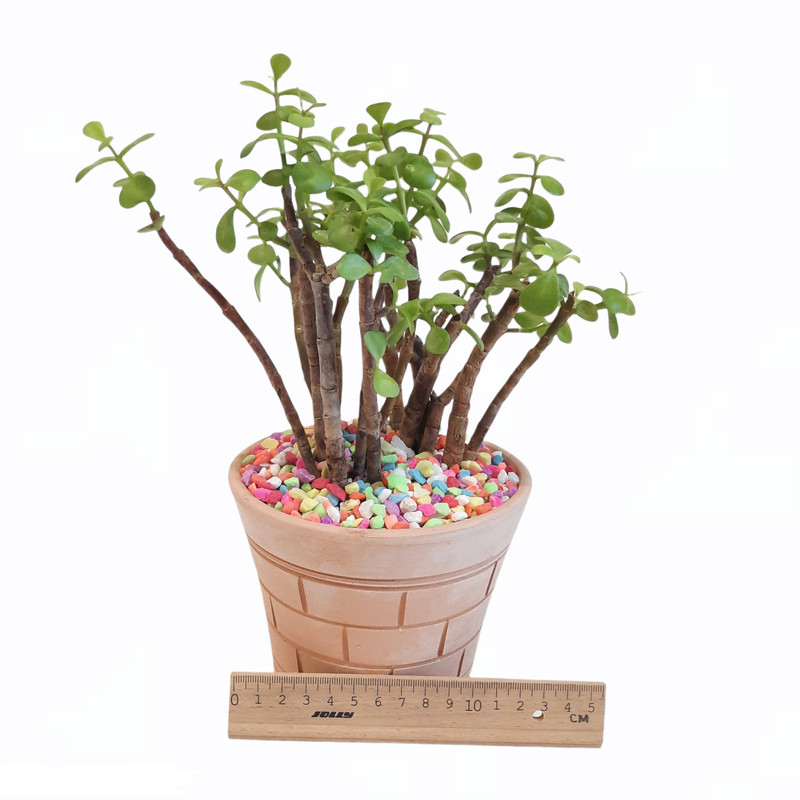 گیاه طبیعی خرفه کد 22 گیاه طبیعی خرفه کد 22