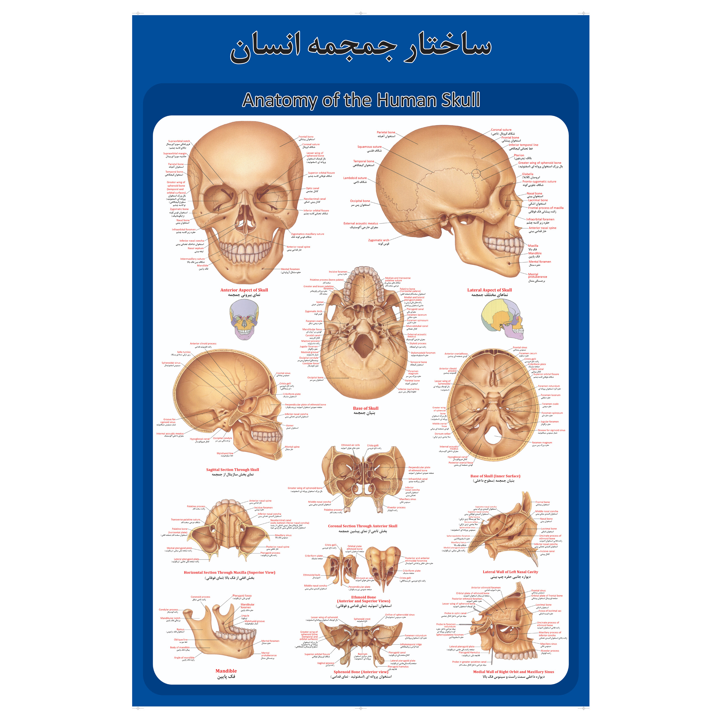 پوستر آموزشی طرح آناتومی جمجمه انسان