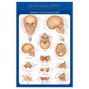 Poster anatomy of the skull