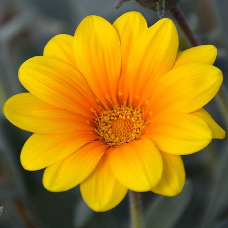 بذر گل گازانیا پا کوتاه زرد جی پی سید مدل GP28045