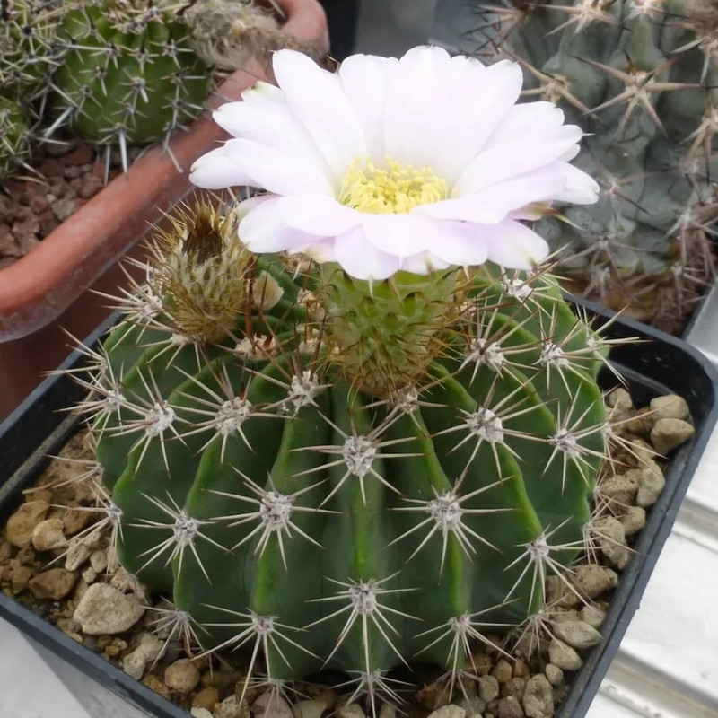 بذر کاکتوس آکانتوکالیسیوم جی پی سید مدل GP28655 بذر کاکتوس آکانتوکالیسیوم جی پی سید مدل GP28655