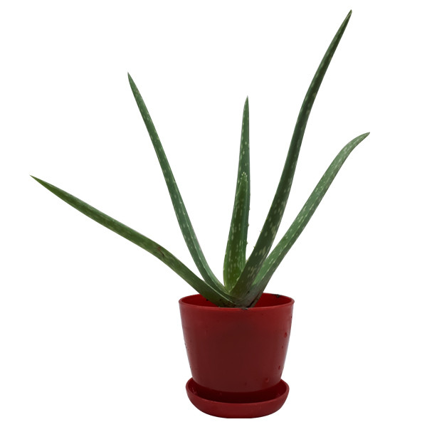 گیاه طبیعی آلوئه ورا کد M02 گیاه طبیعی آلوئه ورا کد M02