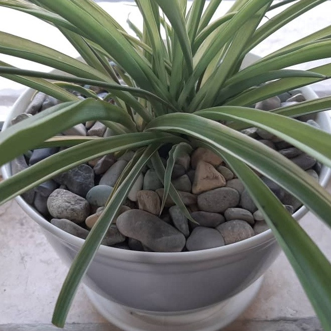 شن طبیعی عرفآن مدل ShT19 وزن 10 کیلوگرم