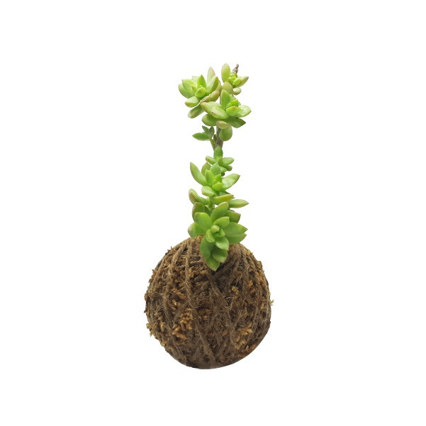 گیاه طبیعی سدوم بادامی زرد کد KDcby گیاه طبیعی سدوم بادامی زرد کد KDcby