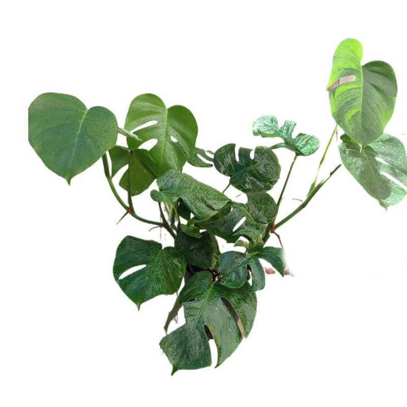 گیاه طبیعی برگ انجیری تخت مدل 0333 گیاه طبیعی برگ انجیری تخت مدل 0333