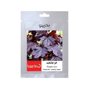 بذر بنسای افرا پلانتانید بذرینو کد BZNO-087