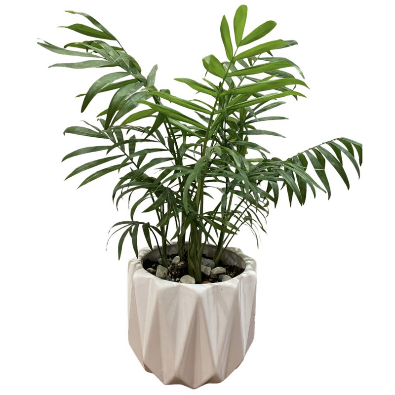 گل طبیعی نخل شامادورا کد 432SH