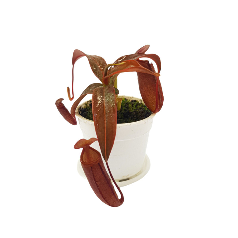 گیاه طبیعی نپنتس مدل حشره خوار ربکا سوپر کد 01