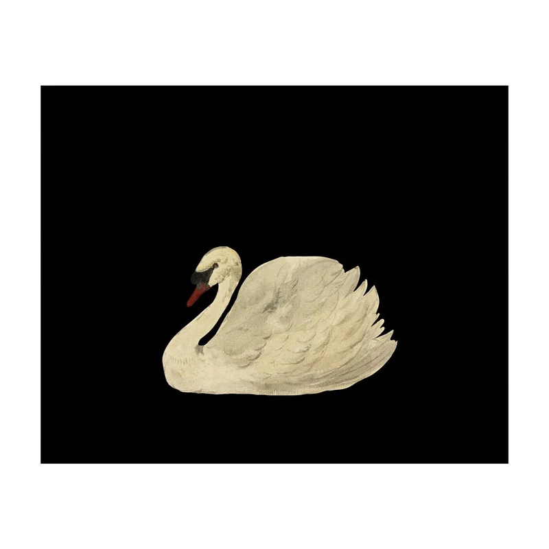 پوستر مدل قو بی صدا