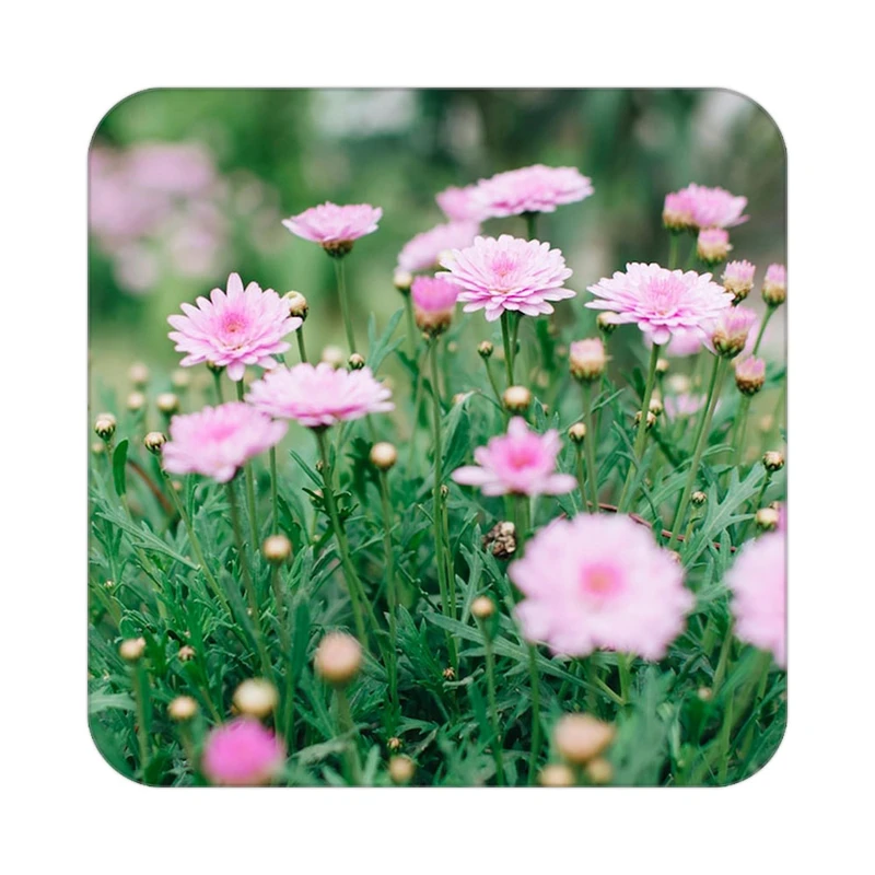 زیر لیوانی کاکتی طرح گل مدل mp18361