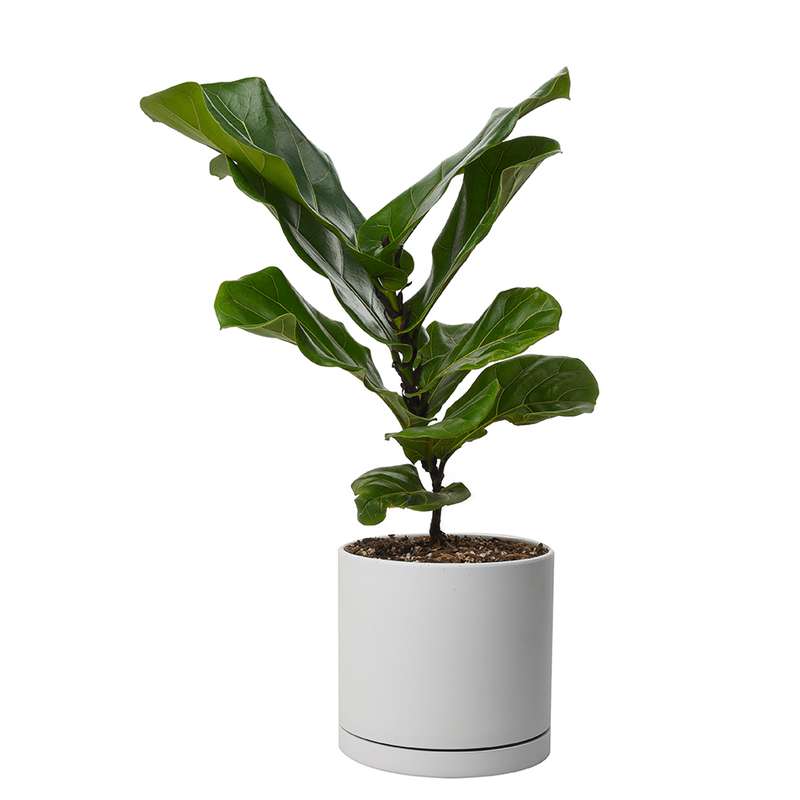 گیاه طبیعی فیکوس لیراتا کد 10651/2202