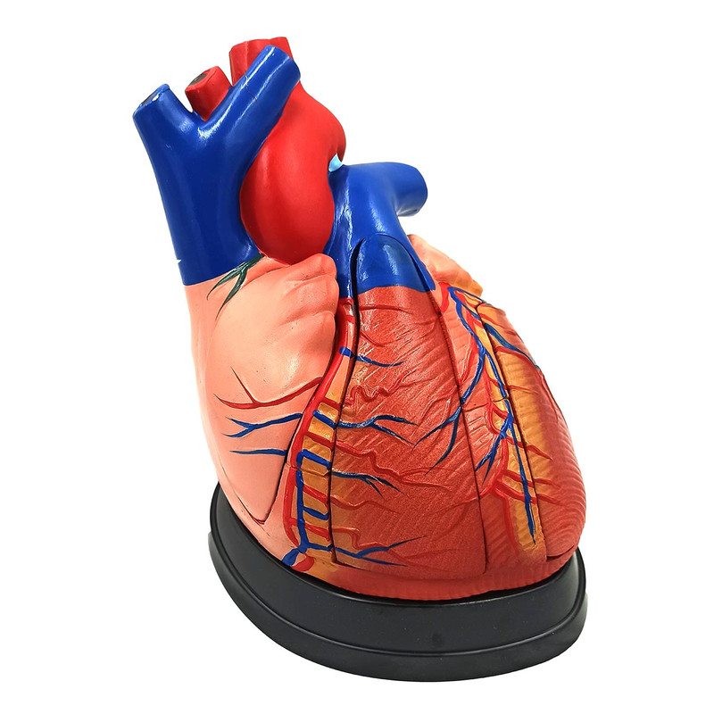 بازی آموزشی مدل مولاژ قلب انسان 5 قسمتی