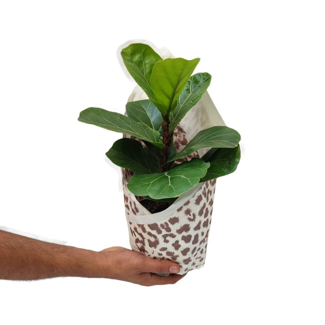 گیاه طبیعی فیکوس لیراتا مدل 014 گیاه طبیعی فیکوس لیراتا مدل 014