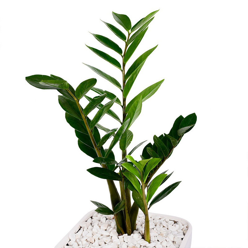 گیاه طبیعی زاموفیلیا گلیتال مدل GTL106