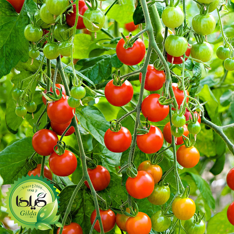 بذر گوجه چری درختی قرمز گیلدا کد 584