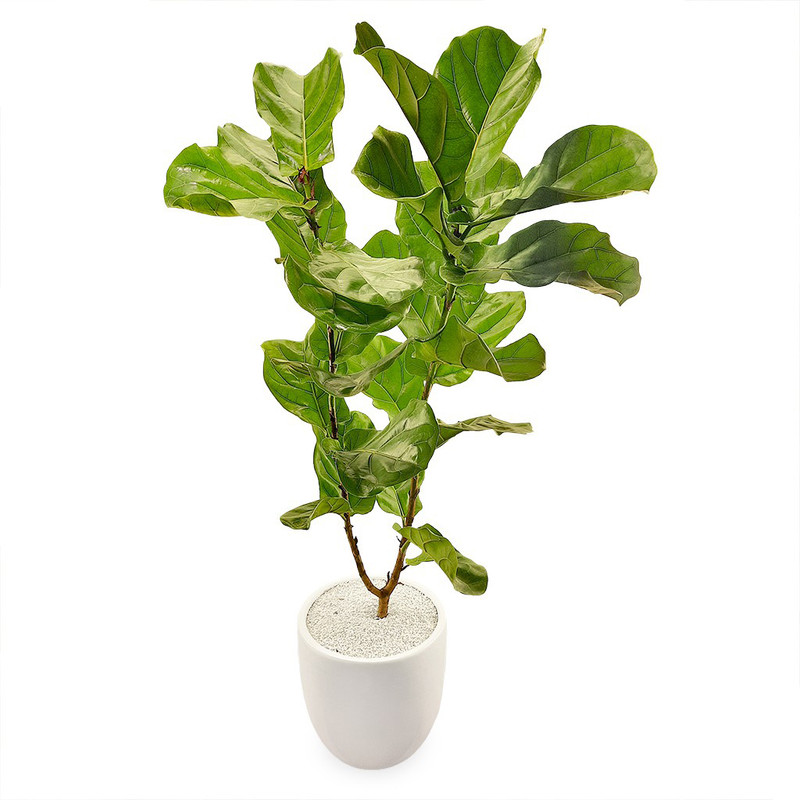 گیاه طبیعی فیکوس آفریقایی گلیتال مدل GTL132