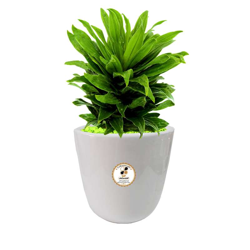 گیاه طبیعی دراسنا کامپکت شرکت گلباران سبز گیلان مدل GN12-17L گیاه طبیعی دراسنا کامپکت شرکت گلباران سبز گیلان مدل GN12-17L