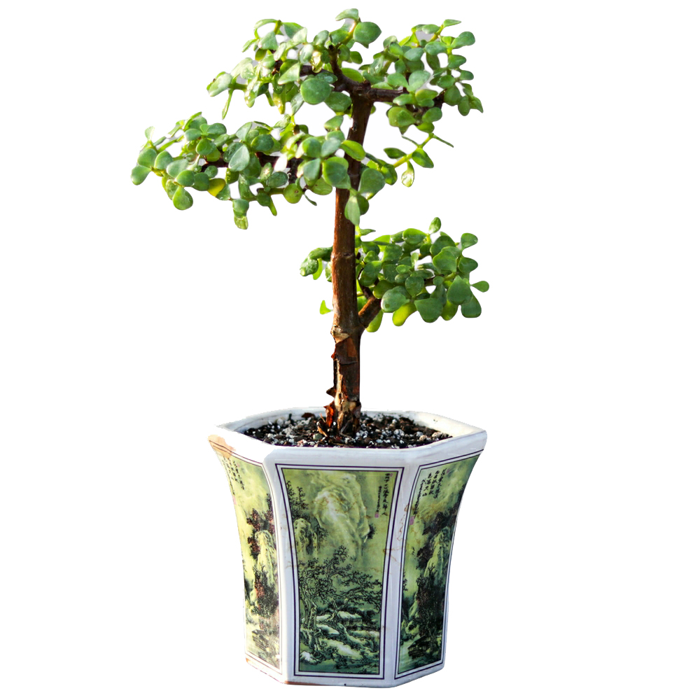 گیاه طبیعی بونسای کراسولا مدل 250