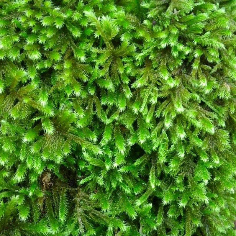 خزه مدل اسفنجی وزن 500 گرم