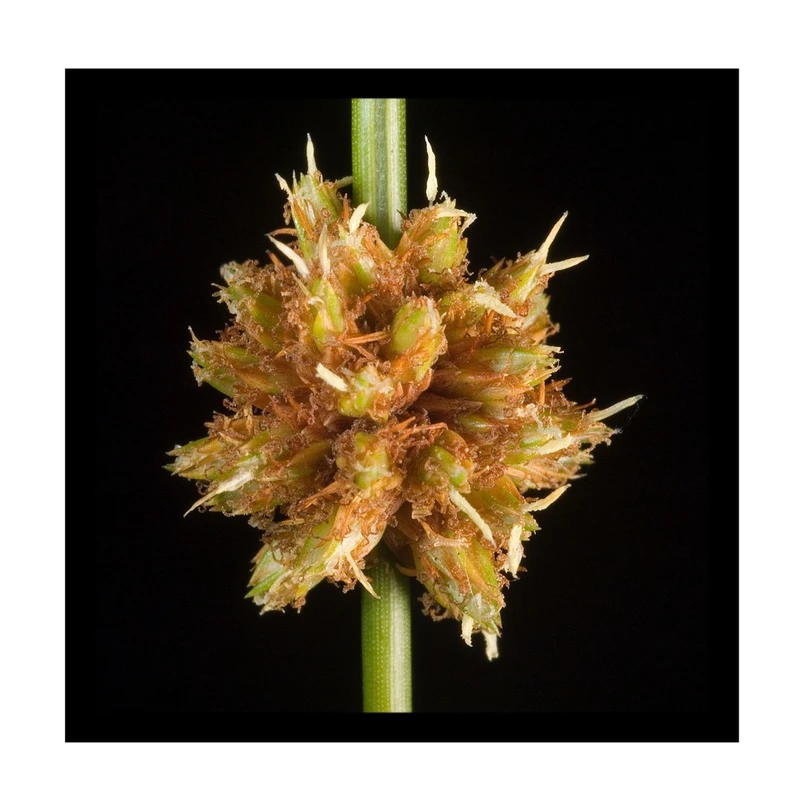 تابلو بکلیت طرح عکاسی طبیعت جوانه ی گندم مدل B-10065