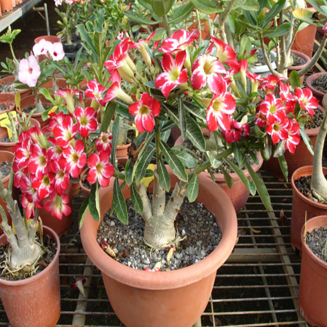 بذر بنسای آدنیوم آبسوم سانیا سید مدل SS41 بذر بنسای آدنیوم آبسوم سانیا سید مدل SS41