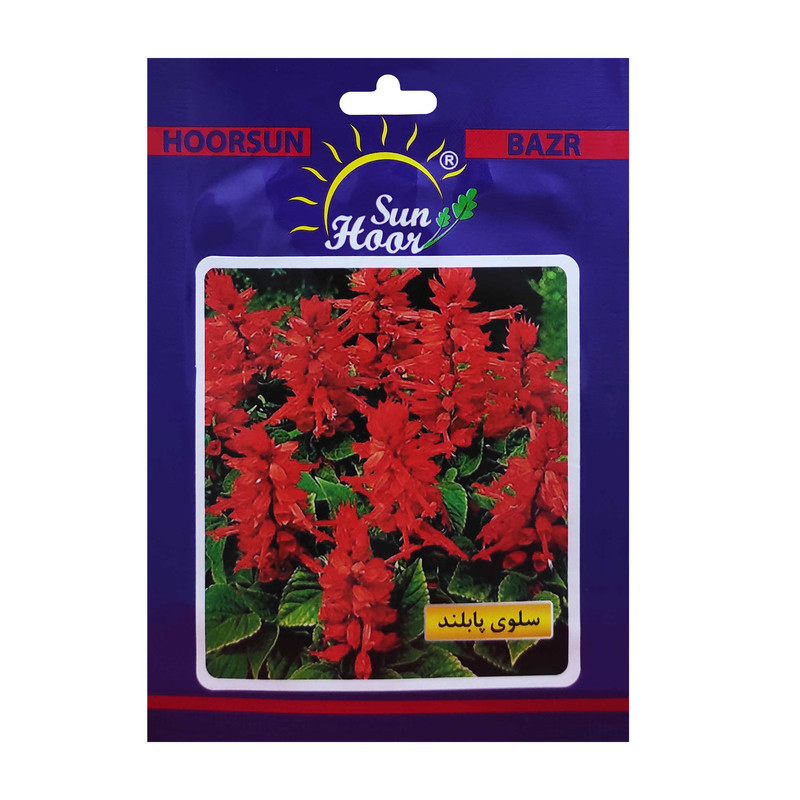 بذر گل سلوی پابلند هورسان کد HSN-04 بذر گل سلوی پابلند هورسان کد HSN-04