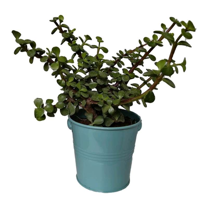 گیاه طبیعی کراسولا خرفه ای مدل rf03 گیاه طبیعی کراسولا خرفه ای مدل rf03