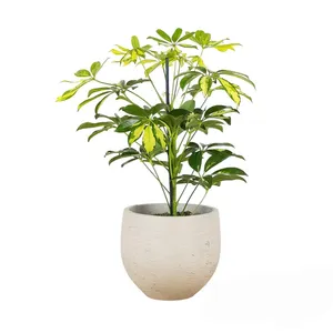 گیاه طبیعی شفلرا کد 252