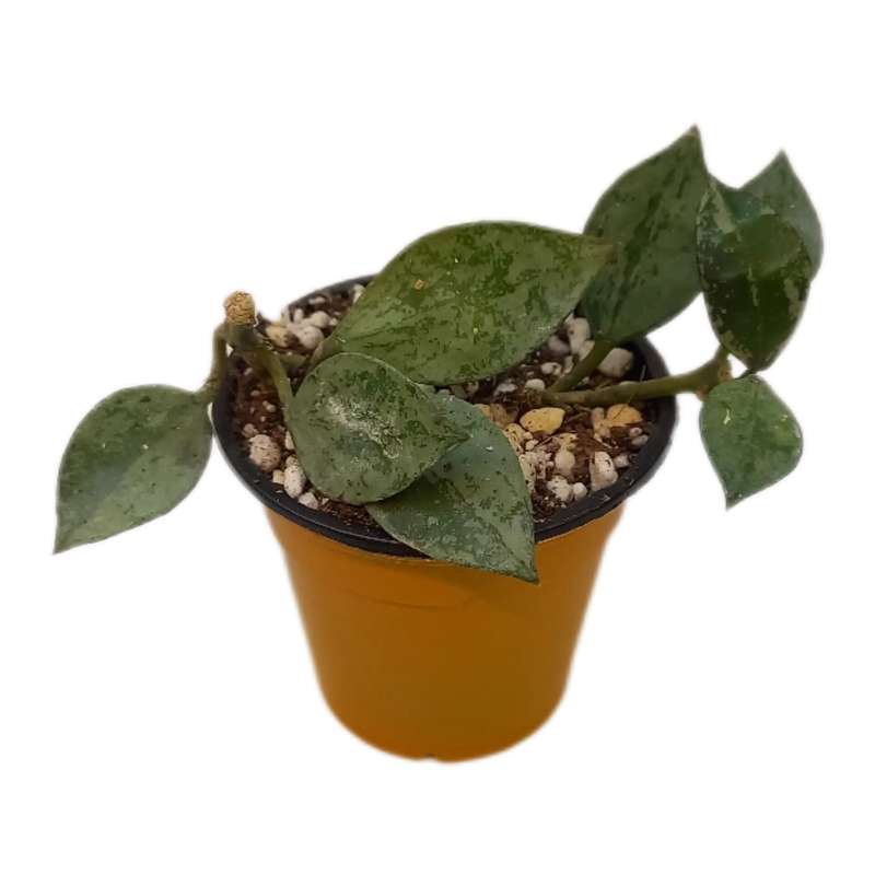 گیاه طبیعی هویا کروهینا کد 0095