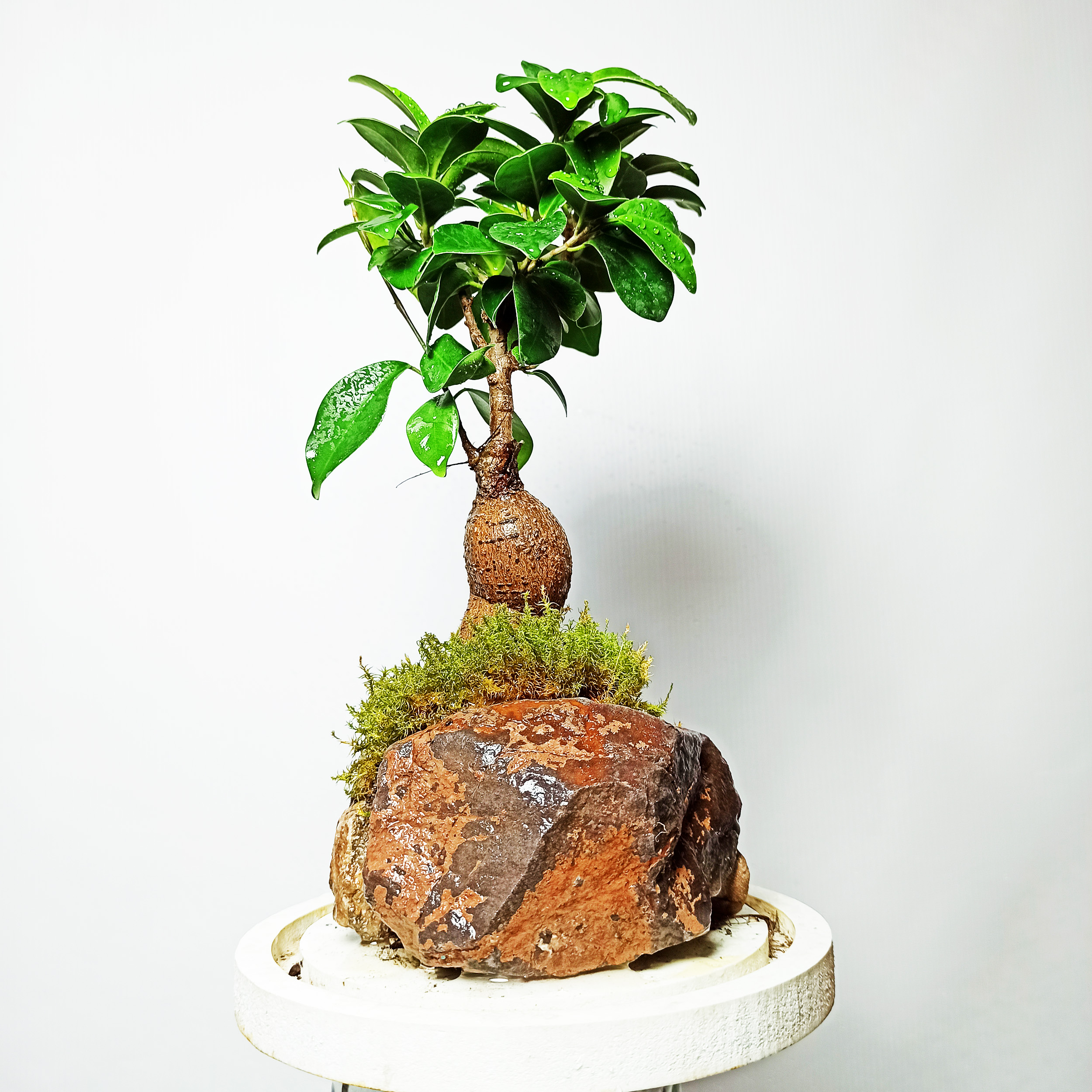 تراریوم گیاه طبیعی مدل درخت کهن