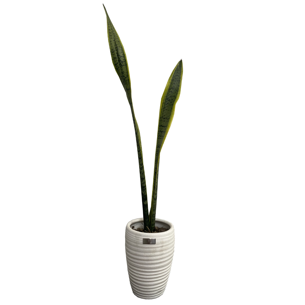 گیاه طبیعی سانسوریا شمشیری ابلق تافکو کد 1001