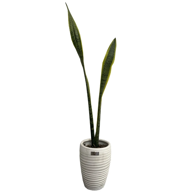  گیاه طبیعی سانسوریا شمشیری ابلق تافکو کد 1001