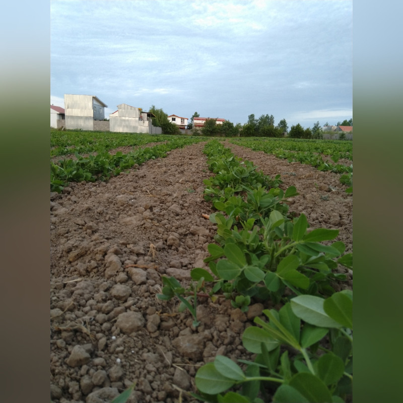 بادام زمینی محلی سرای گیل خان - ۵۰۰ گرم