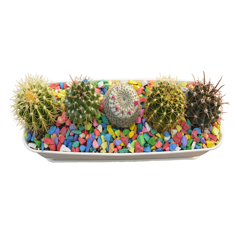 گیاه طبیعی کاکتوس مدل دیش گاردن مستطیلی کد 001 گیاه طبیعی کاکتوس مدل دیش گاردن مستطیلی کد 001