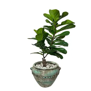 گیاه آپارتمانی فیکوس لیراتا کد FL404-02