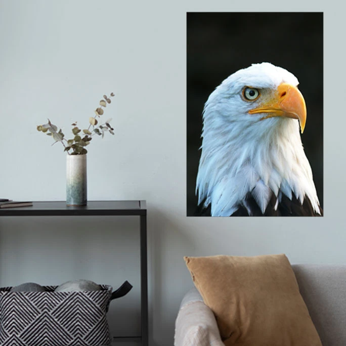 پوستر گوفی مدل والپیپر عقاب با جذبه طرح طبیعت و گردشگری Nature Bald Eagle 4K کد HAWK21