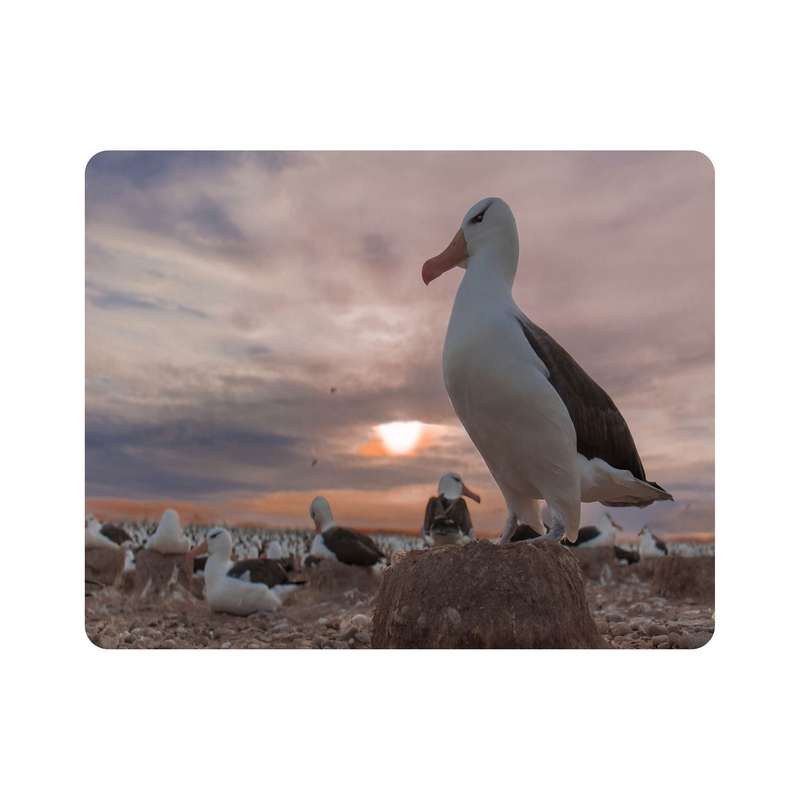 ماوس پد اطلس آبی طرح پرنده مرغ دریایی  مدل T7667