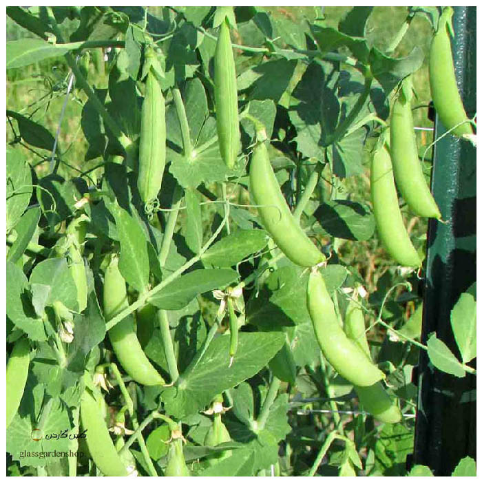 بذر نخود فرنگی سبز مدل GL10gr