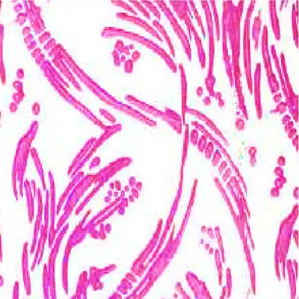 غلتک نقاشی طرح دار مدل EG049C سایز 7 اینچ